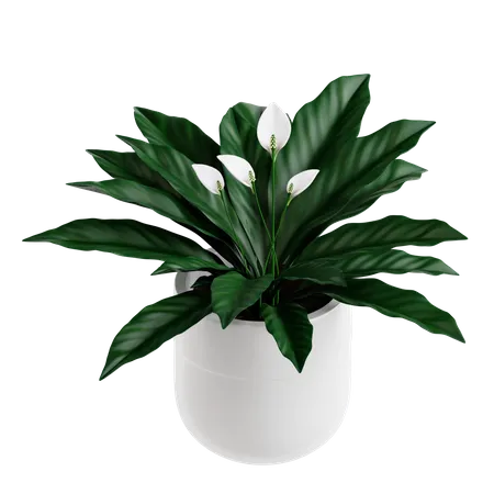 Plante de lys de la paix  3D Icon