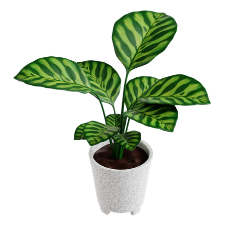 Plante de paon  3D Icon