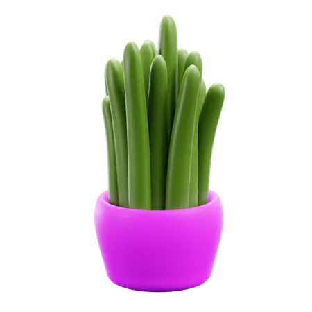 Plante décorative  3D Icon