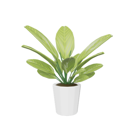 Plante d'appartement  3D Icon