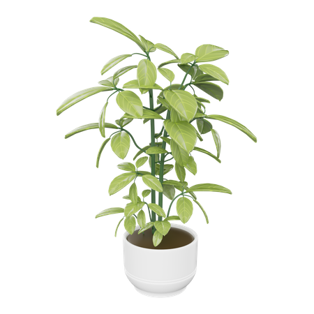 Plante d'appartement  3D Icon