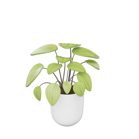 Plante d'appartement  3D Icon