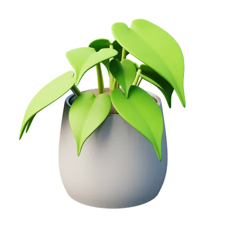 Plante philodendron à feuilles de cœur  3D Icon