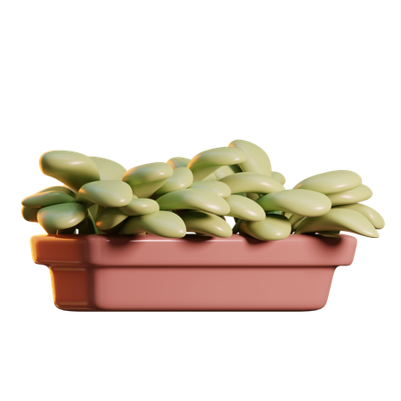 Plants  3D Icon