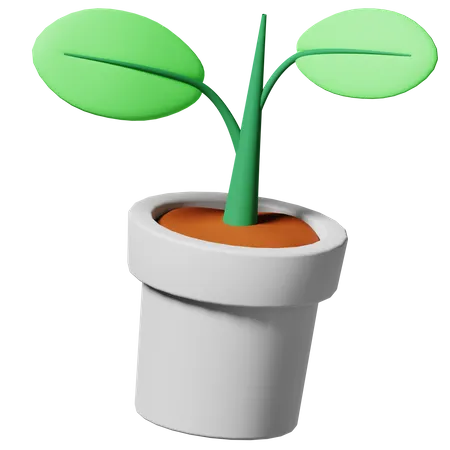 Plants Pot