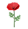 Poppy Flower