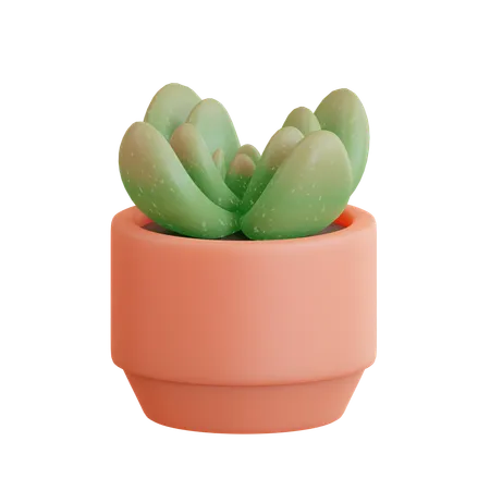 Pot succulent  3D Icon