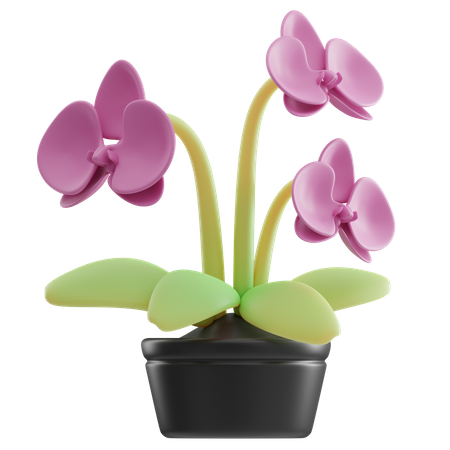 Pot d'orchidée  3D Icon