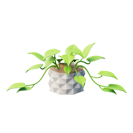 Pothos Plant  3D Icon