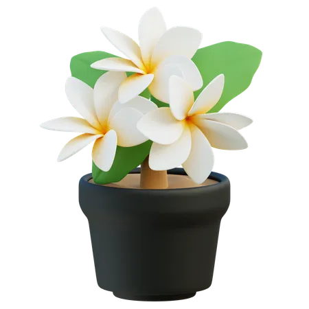 Potted Frangipani Plumeria With Vibrant Blooms 3D Icon