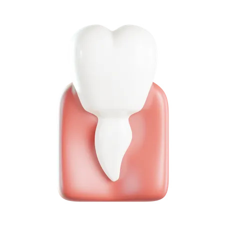 Prämolar  3D Icon