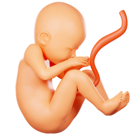 Pregnancy  3D Icon