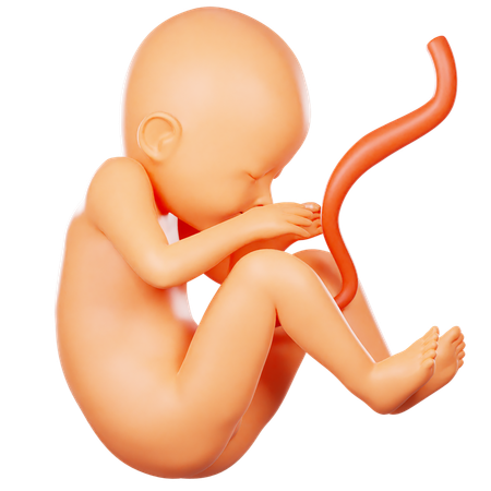Pregnancy  3D Icon