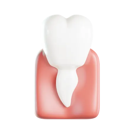 Premolar  3D Icon