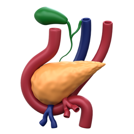 Primer trasplante de organo  3D Icon