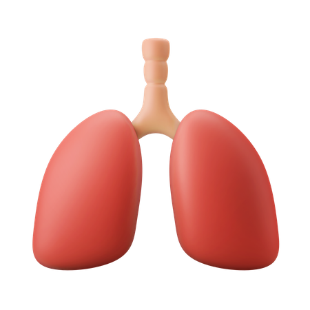 Órgão pulmonar  3D Illustration