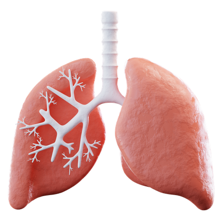 Pulmones  3D Icon