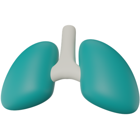 Pulmones  3D Illustration