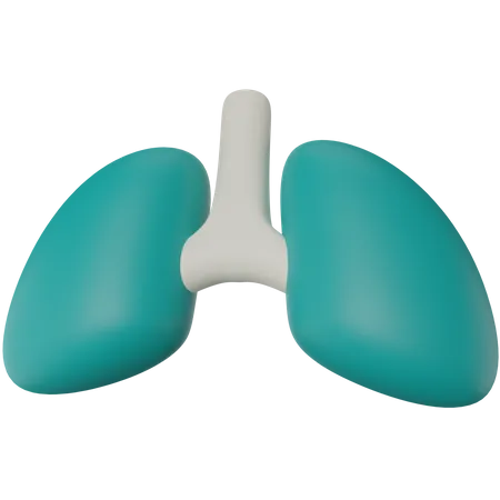 Pulmones  3D Illustration