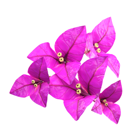 Purple Bougenville Flower  3D Icon
