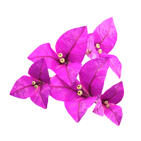 Purple Bougenville Flower  3D Icon