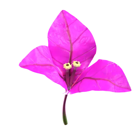 Purple Bougenville Flower  3D Icon