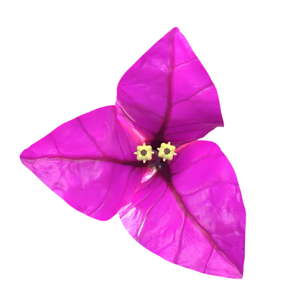 Purple Bougenville Flower  3D Icon