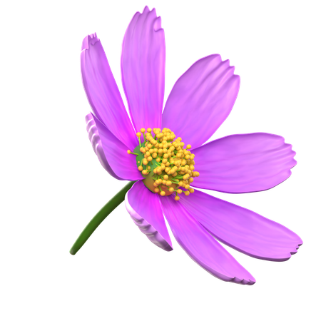 Purple Cosmos Flower  3D Icon