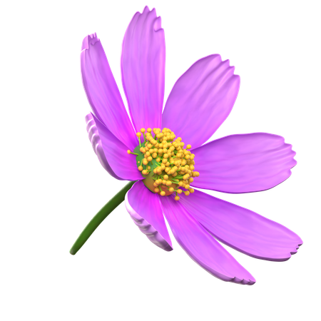 Purple Cosmos Flower  3D Icon