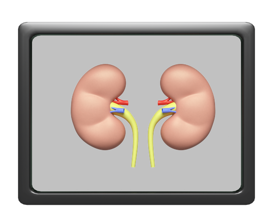 Radiografía de riñón  3D Icon