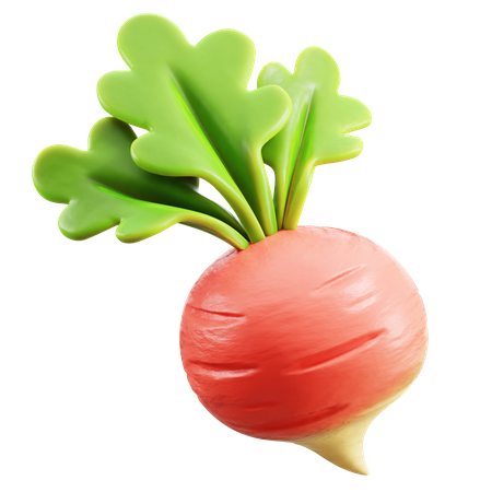 Radish  3D Icon