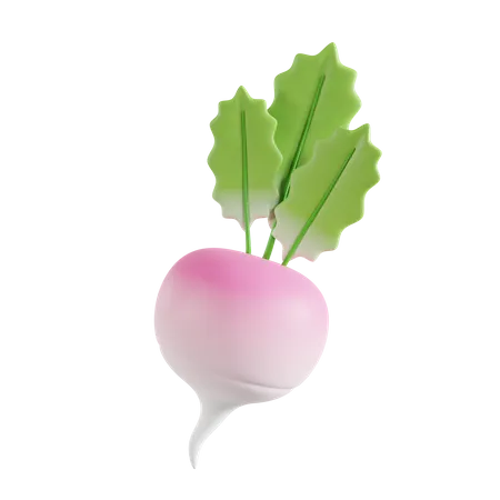 Radish  3D Icon