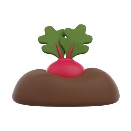 Growth Radish Or Beetroot In Soil 3 D Render Icon 3D Icon