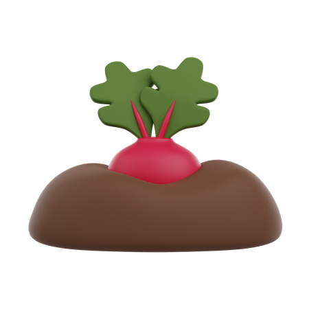 Radish Planted  3D Icon