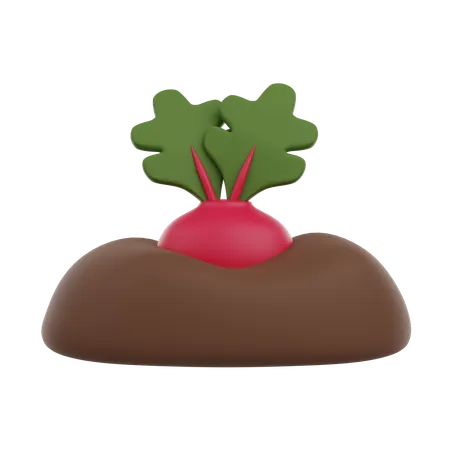 Radish Planted  3D Icon