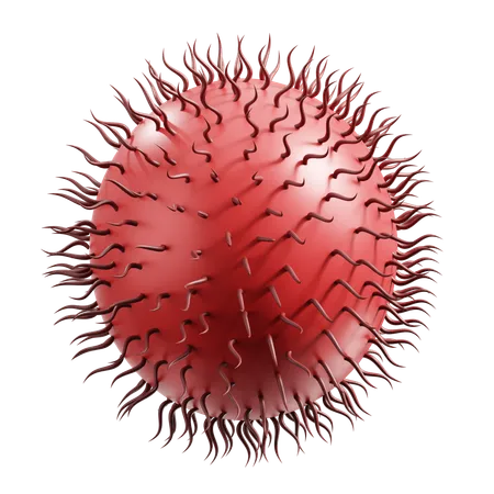 Rambutan  3D Icon