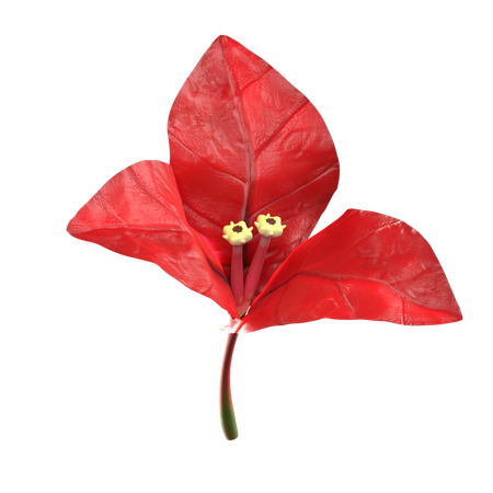 Red Bougenville Flower  3D Icon