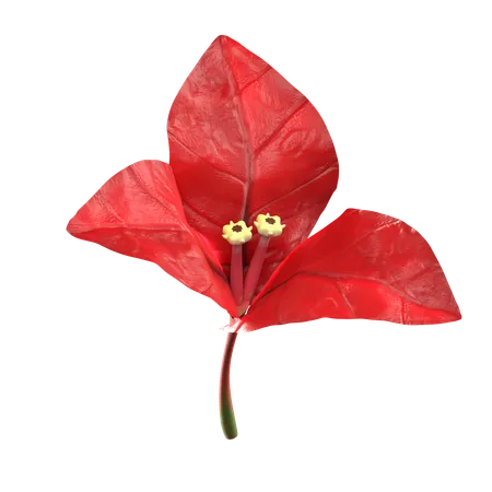 Red Bougenville Flower  3D Icon