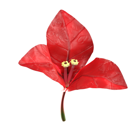 Red Bougenville Flower  3D Icon