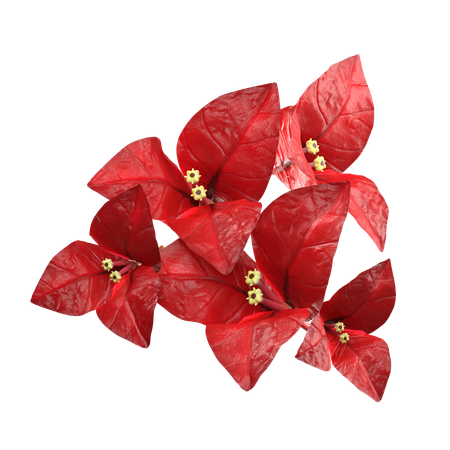 Red Bougenville Flower  3D Icon