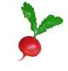 Red Turnip