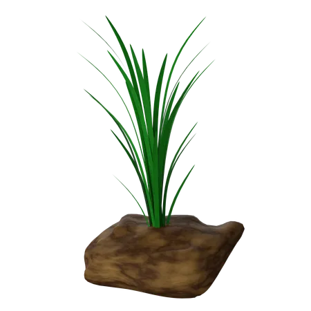 Reeds  3D Icon