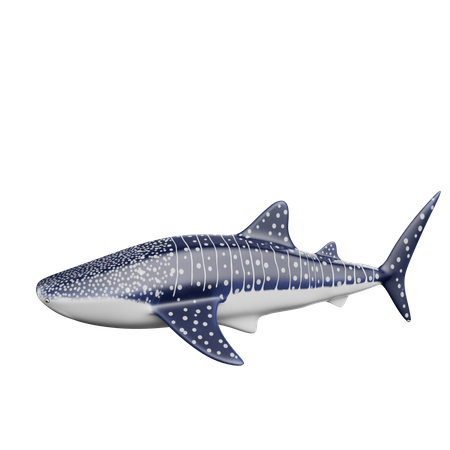 Requin  3D Icon