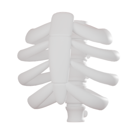 Ribcage  3D Icon