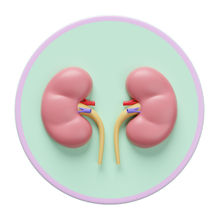 Riñón  3D Icon
