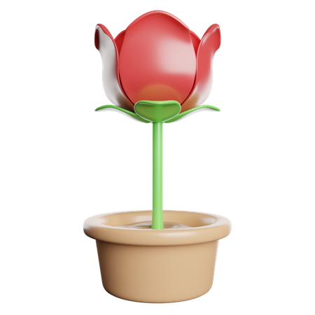 Rosa  3D Icon