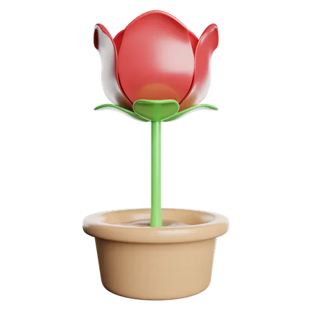 Rosa  3D Icon