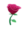 Rose Flower