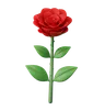 Rose Flower