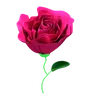 Rose Flower